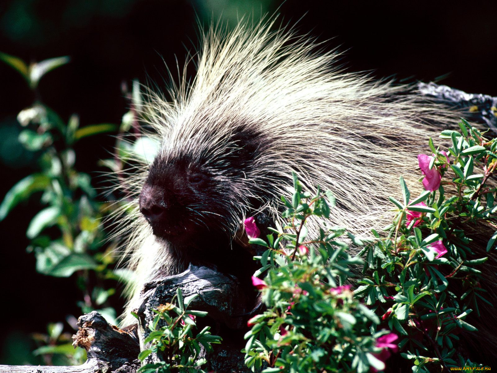prickly, porcupine, , 